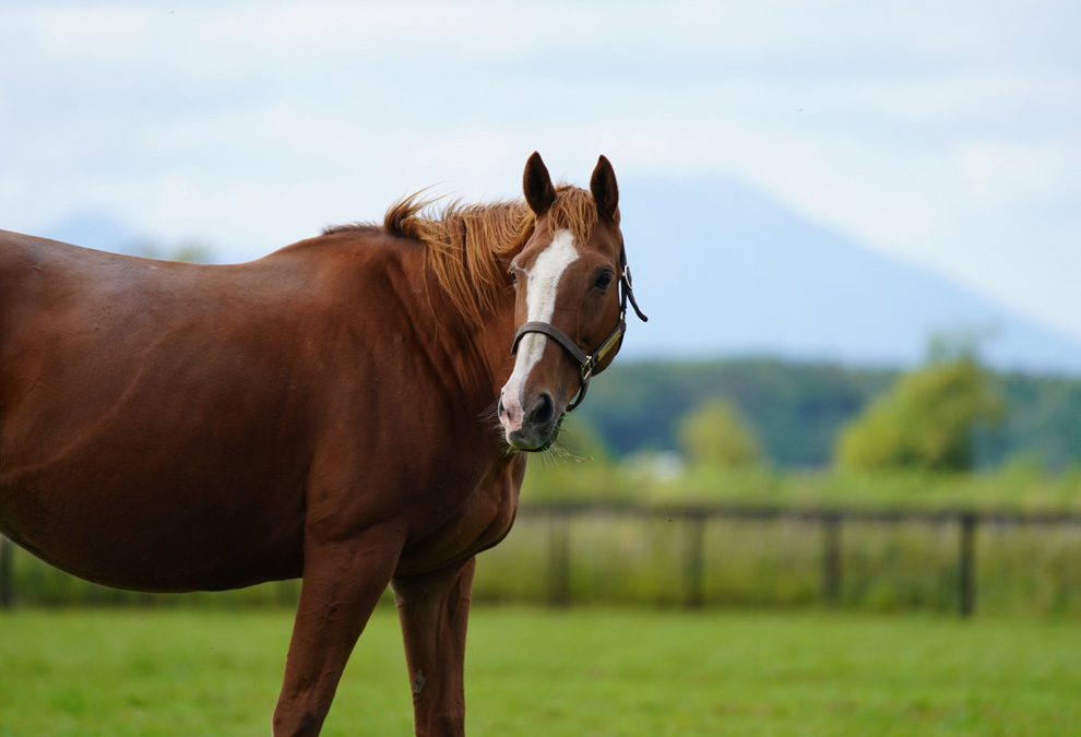 競走馬を健やかに育てる預託牧場