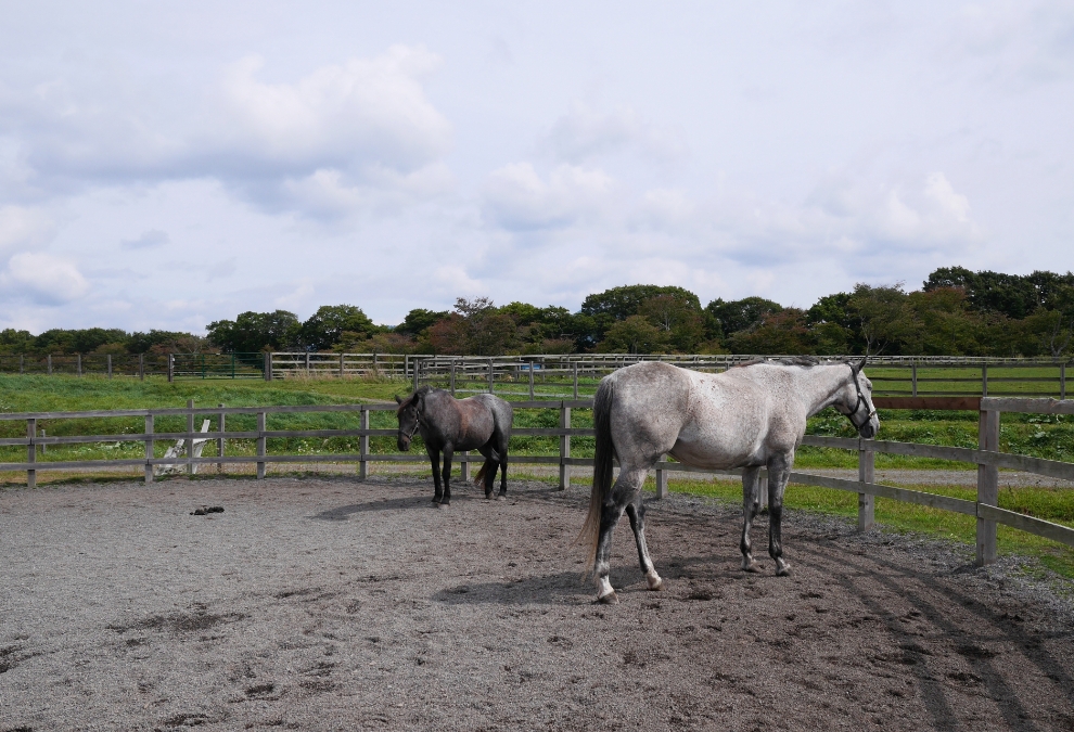 自然とともに歩む競走馬牧場
