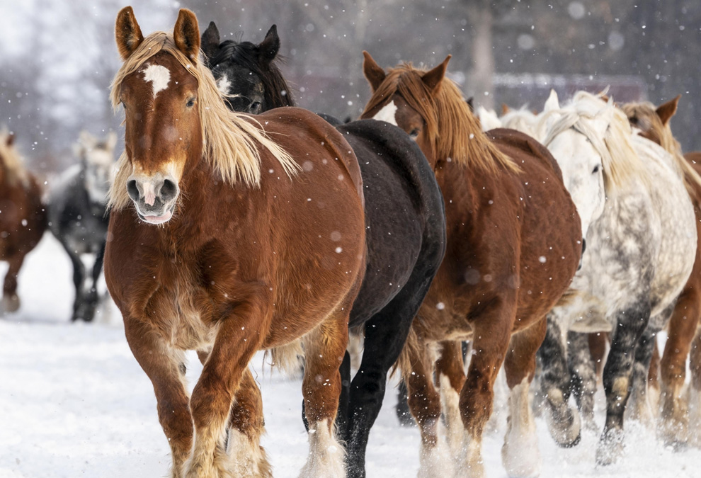 目名太山口牧場の特徴
