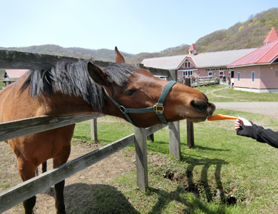 人参食べる馬