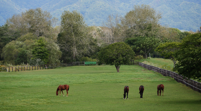 草むらをあるく馬