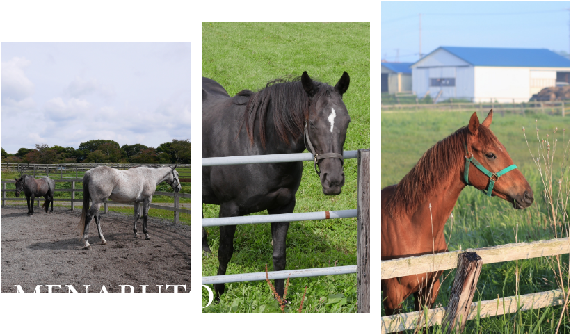 目名太山口牧場で育んでいる馬たちをご紹介します