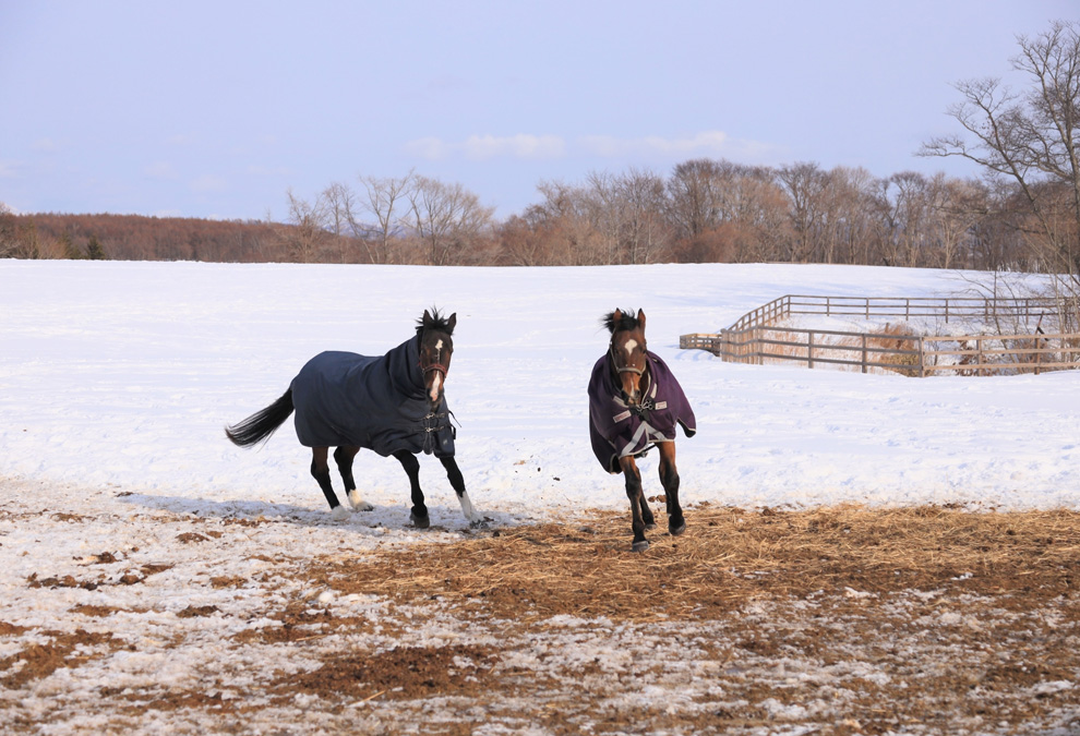 未来の名馬を生み出す生産牧場