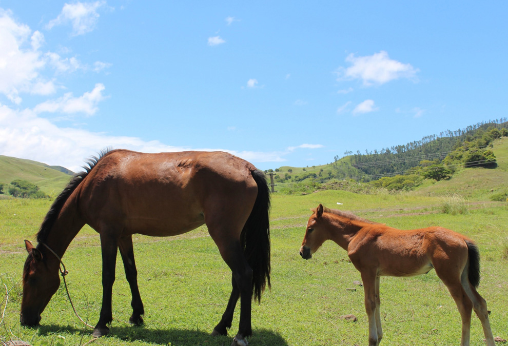 目名太山口牧場の特徴