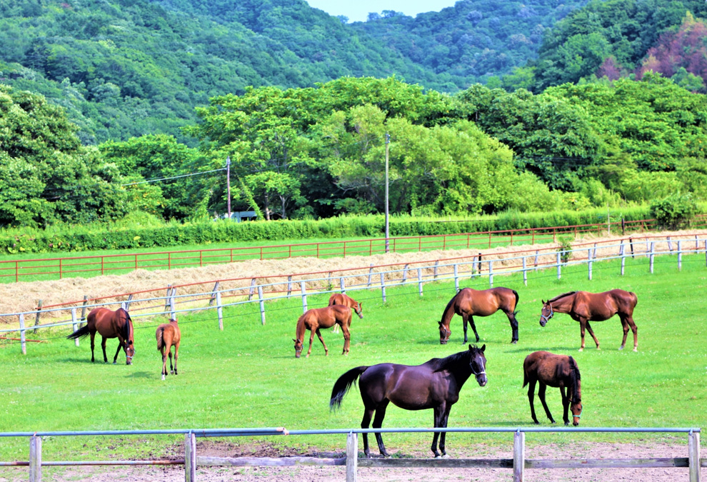 自然豊かな浦河町で働く魅力